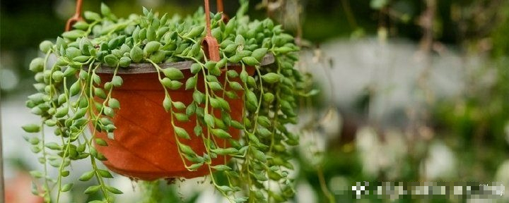 4 cây cảnh treo đầy ngọc xanh, độc lạ, dễ gây nghiện, gây ấn tượng cho ngôi nhà - Ảnh 8.