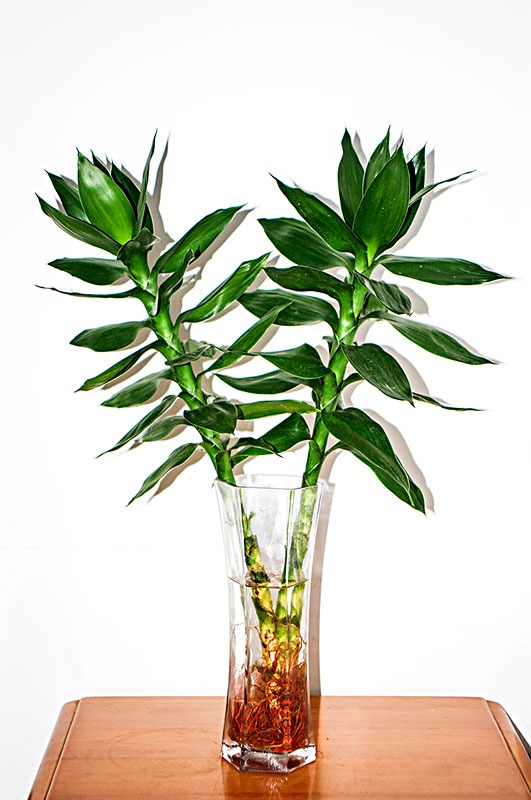 Trồng bao nhiêu cây cảnh phát tài phát lộc để mang may mắn, nuôi điềm lành cho gia đình? - Ảnh 6.