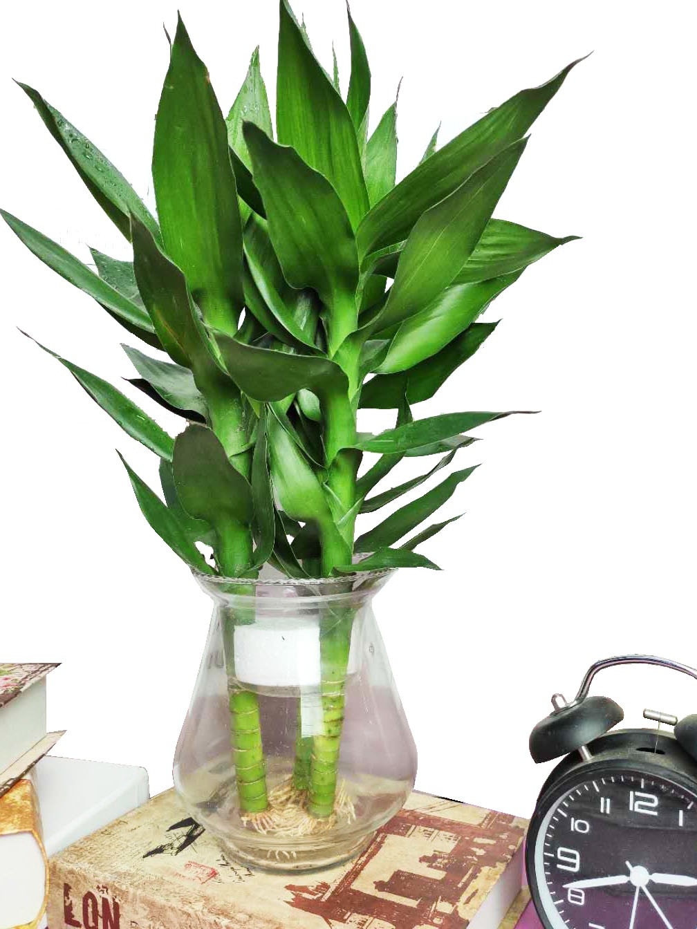 Trồng bao nhiêu cây cảnh phát tài phát lộc để mang may mắn, nuôi điềm lành cho gia đình? - Ảnh 5.