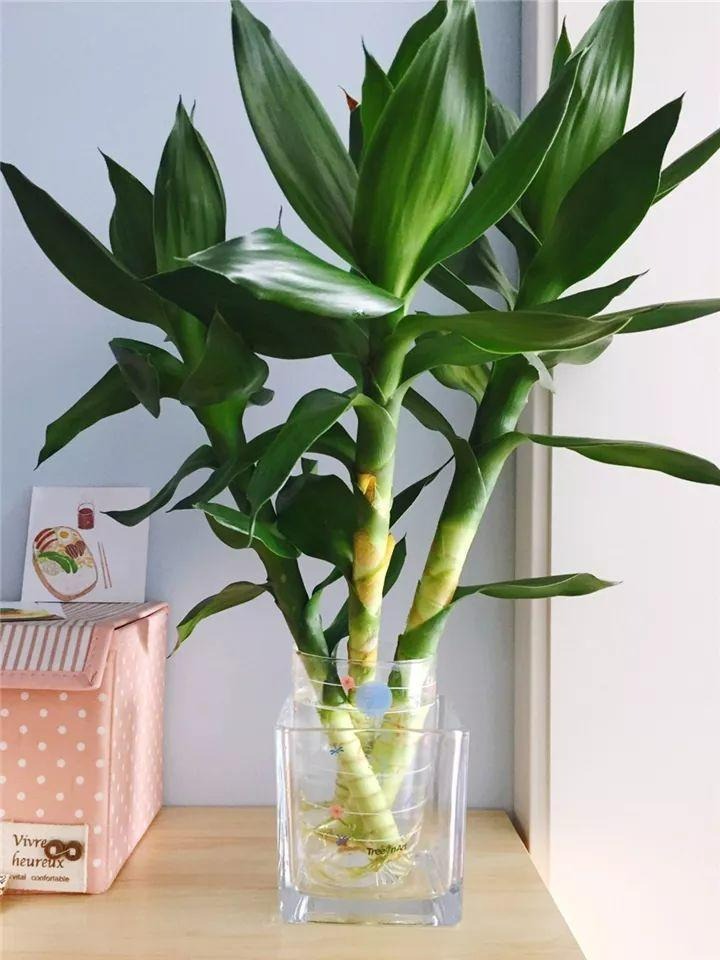 Trồng bao nhiêu cây cảnh phát tài phát lộc để mang may mắn, nuôi điềm lành cho gia đình? - Ảnh 7.