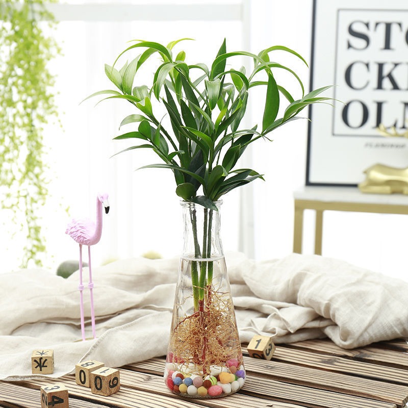 Trồng bao nhiêu cây cảnh phát tài phát lộc để mang may mắn, nuôi điềm lành cho gia đình? - Ảnh 8.