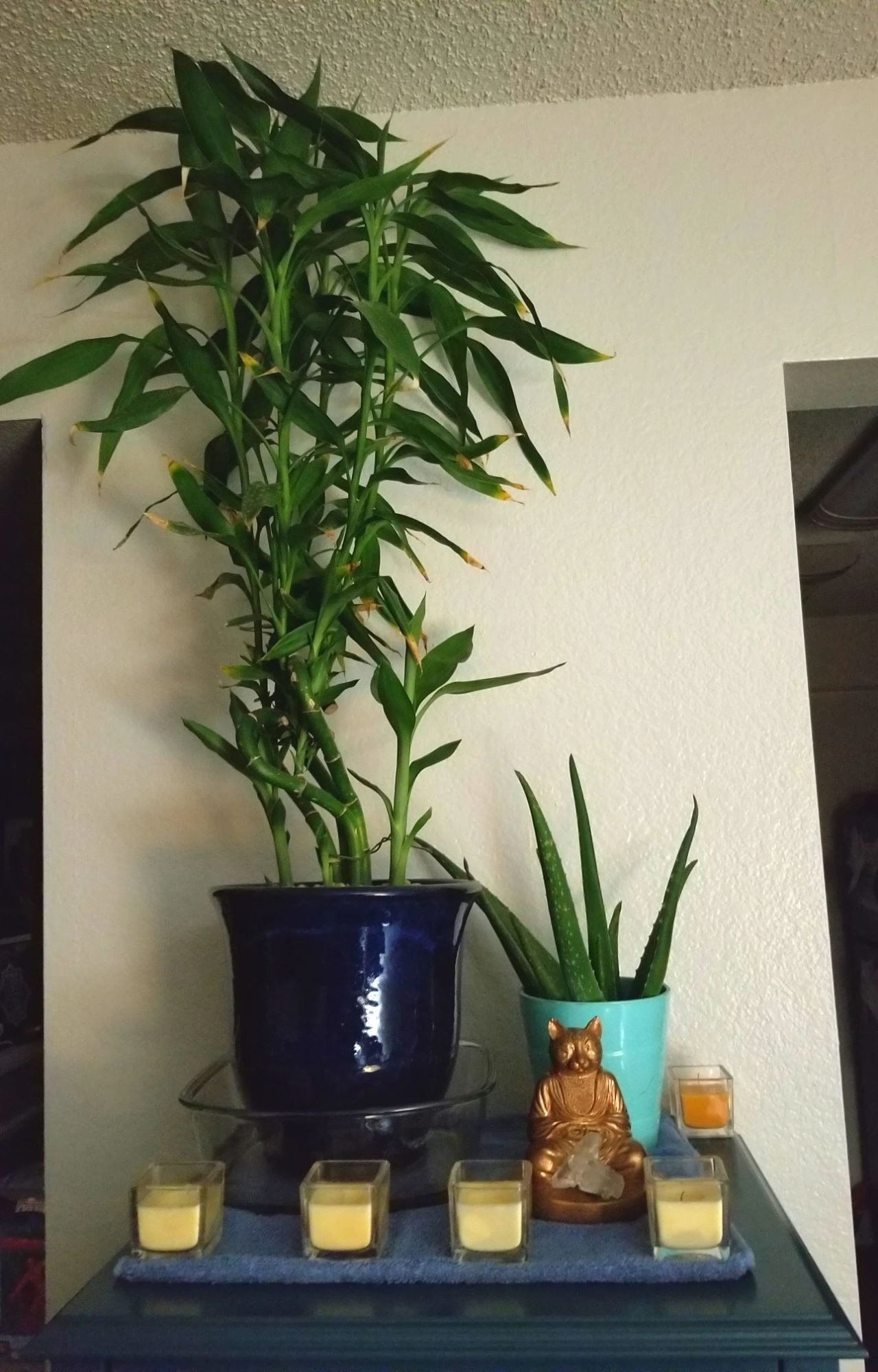 Trồng bao nhiêu cây cảnh phát tài phát lộc để mang may mắn, nuôi điềm lành cho gia đình? - Ảnh 10.