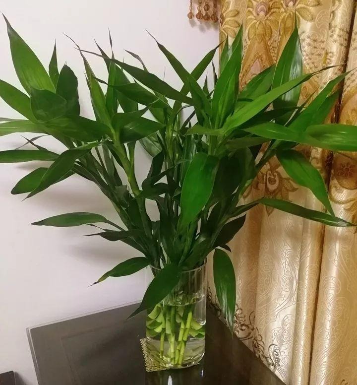 Trồng bao nhiêu cây cảnh phát tài phát lộc để mang may mắn, nuôi điềm lành cho gia đình? - Ảnh 11.