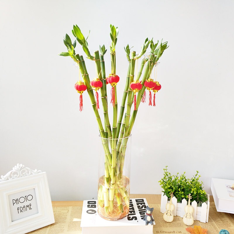 Trồng bao nhiêu cây cảnh phát tài phát lộc để mang may mắn, nuôi điềm lành cho gia đình? - Ảnh 13.