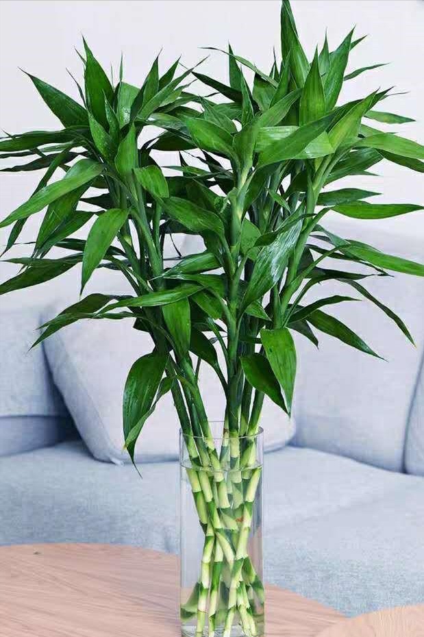 Trồng bao nhiêu cây cảnh phát tài phát lộc để mang may mắn, nuôi điềm lành cho gia đình? - Ảnh 2.