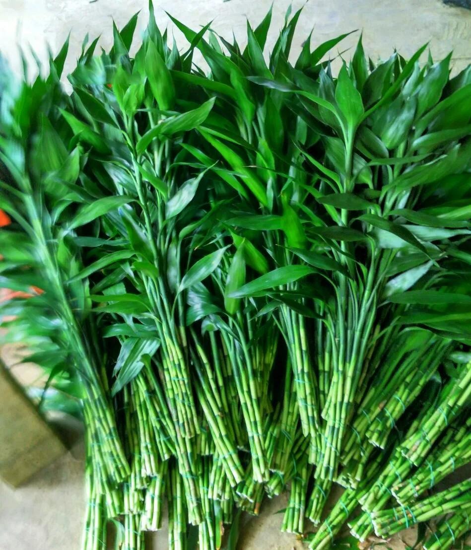 Trồng bao nhiêu cây cảnh phát tài phát lộc để mang may mắn, nuôi điềm lành cho gia đình? - Ảnh 15.