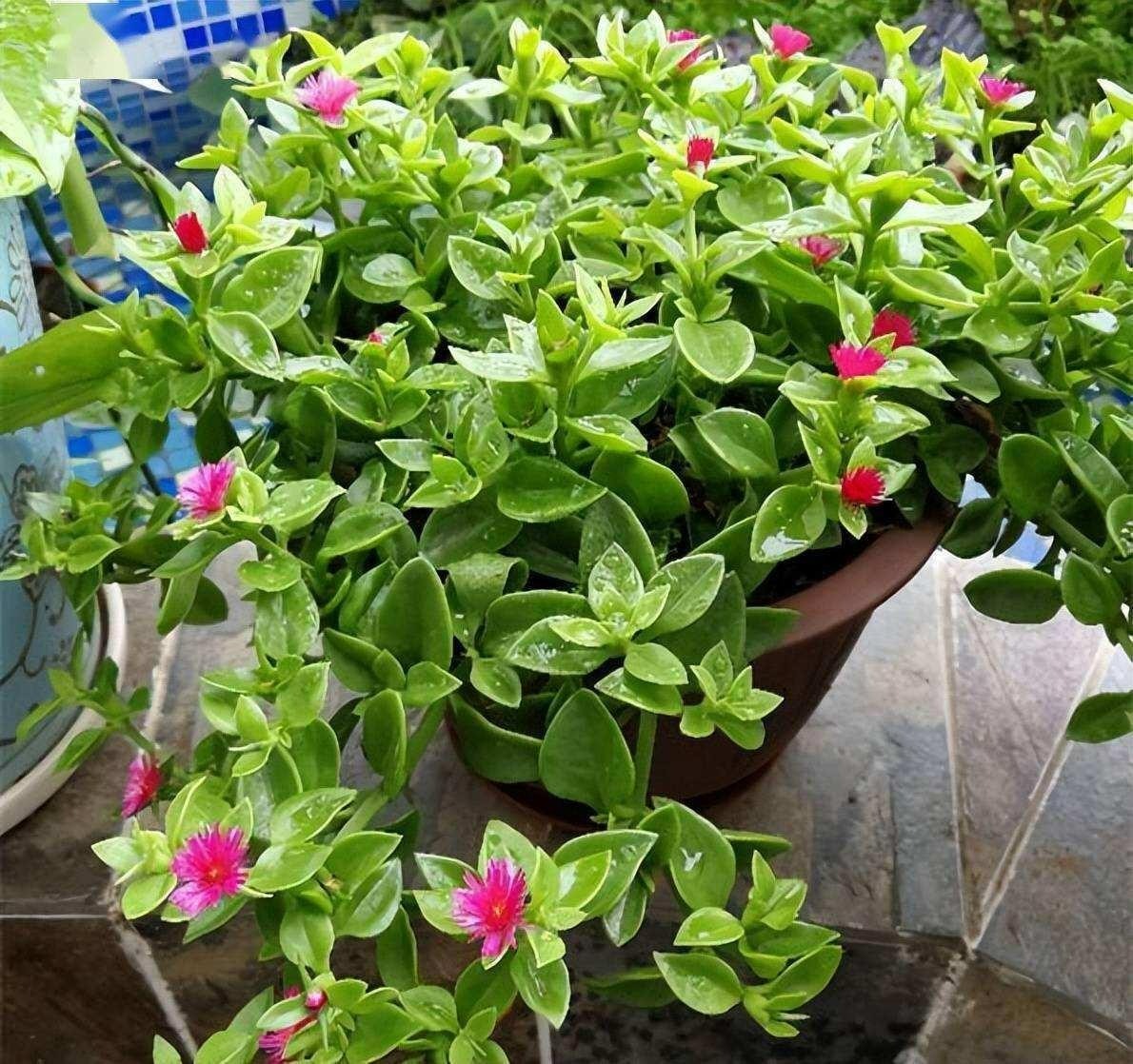 Người xưa thích trồng 7 loại cây cảnh này, hoa đẹp, dễ chăm, còn chữa được bệnh và dưỡng người - Ảnh 16.