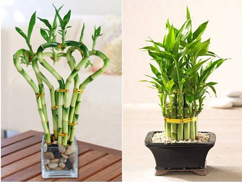 Đặt 3 thứ này trước cửa nhà hút lộc, 1 thứ nên tránh xa càng tốt - Ảnh 2. Đặt 3 thứ này trước cửa nhà hút lộc, 1 thứ nên tránh xa càng tốt - Ảnh 2.