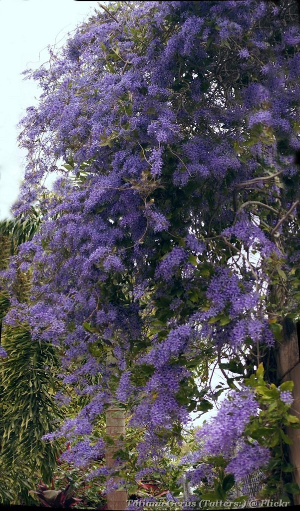 Ngất ngây với cây cảnh có hoa xanh biếc, hoa đổ như thác, mọi người đua nhau check in - Ảnh 7.