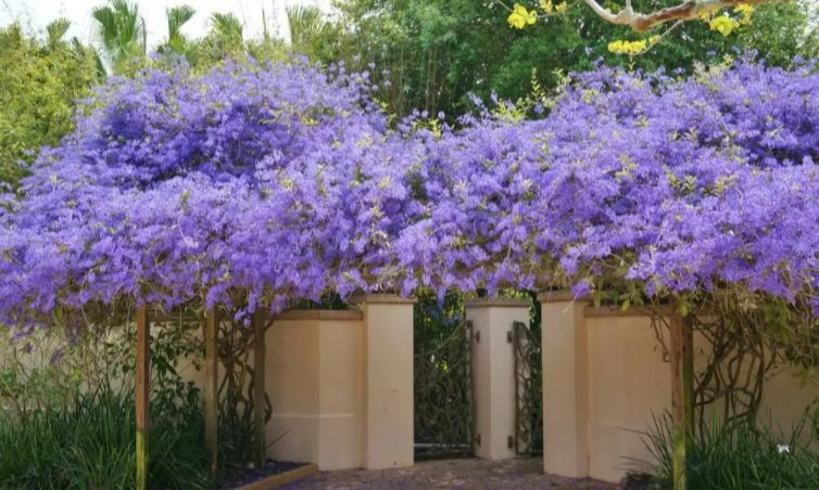 Ngất ngây với cây cảnh có hoa xanh biếc, hoa đổ như thác, mọi người đua nhau check in - Ảnh 2.