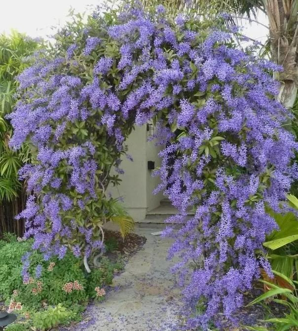 Ngất ngây với cây cảnh có hoa xanh biếc, hoa đổ như thác, mọi người đua nhau check in - Ảnh 3.