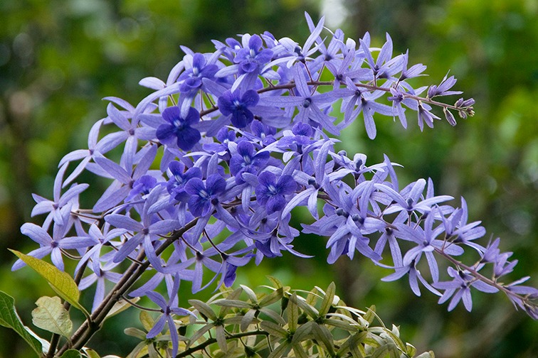 Ngất ngây với cây cảnh có hoa xanh biếc, hoa đổ như thác, mọi người đua nhau check in - Ảnh 8.