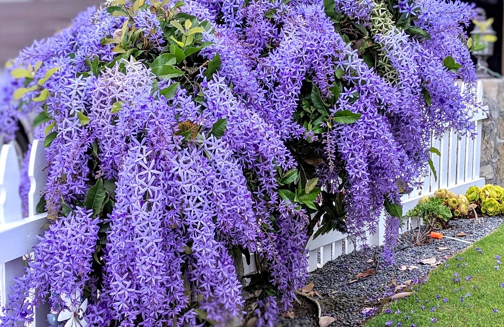 Ngất ngây với cây cảnh có hoa xanh biếc, hoa đổ như thác, mọi người đua nhau check in - Ảnh 1.