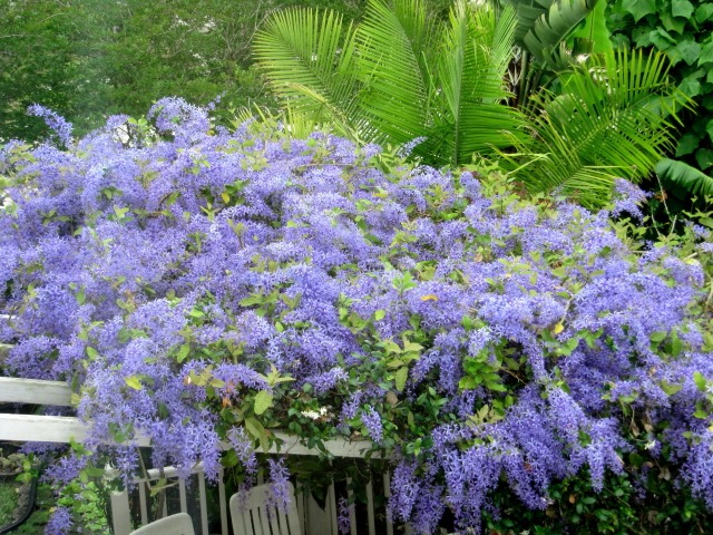 Ngất ngây với cây cảnh có hoa xanh biếc, hoa đổ như thác, mọi người đua nhau check in - Ảnh 6.