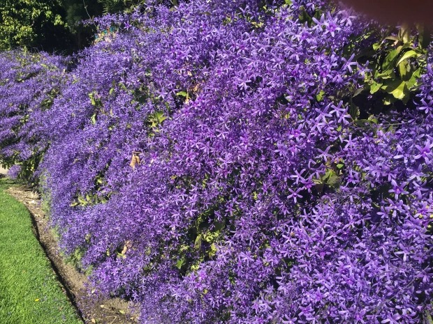 Ngất ngây với cây cảnh có hoa xanh biếc, hoa đổ như thác, mọi người đua nhau check in - Ảnh 5.