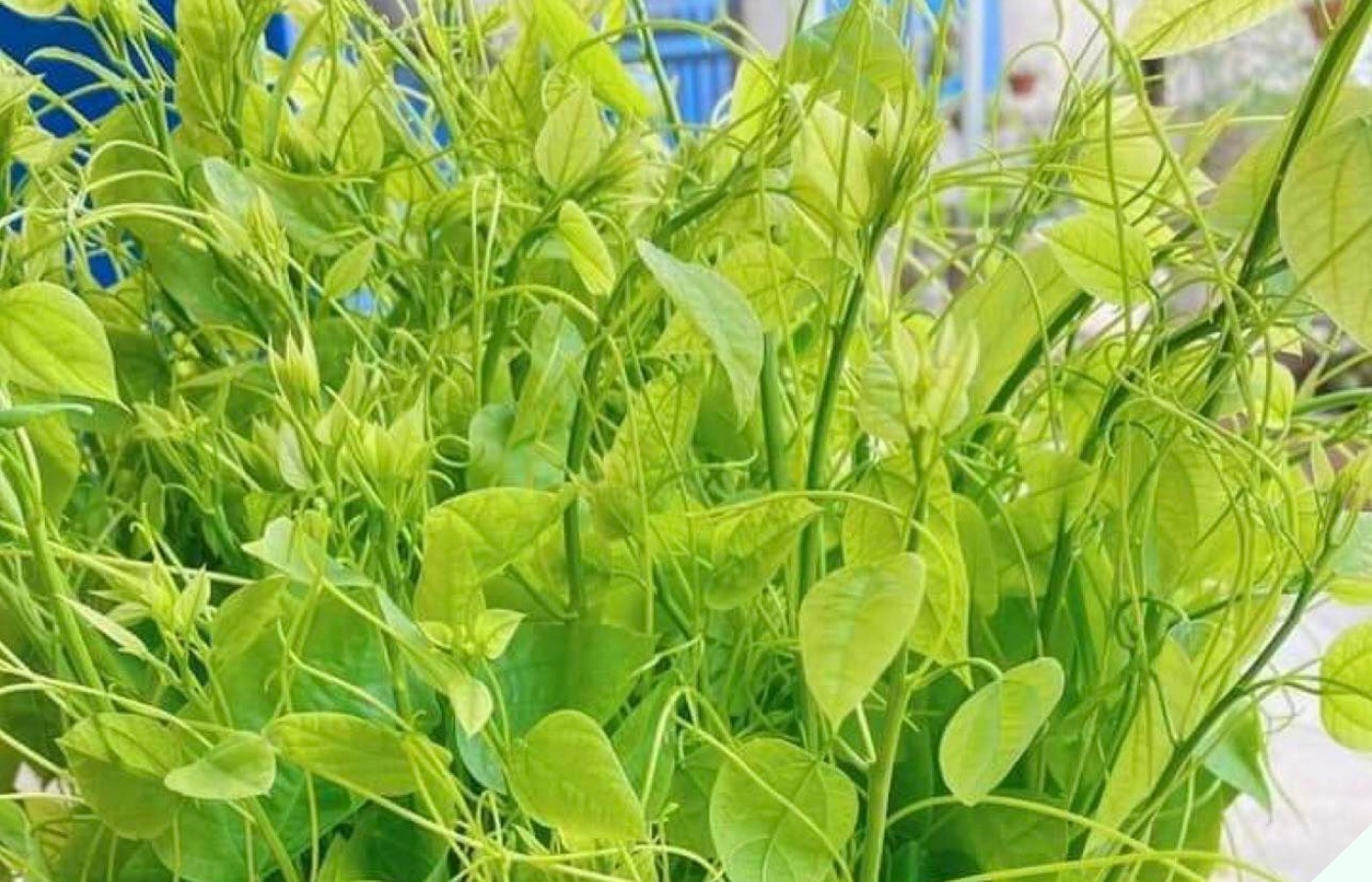Thứ rau dại có mùi khai nồng, xưa đói bụng ăn qua bữa nay thành món đặc sản muốn mua phải đặt trước - Ảnh 1.