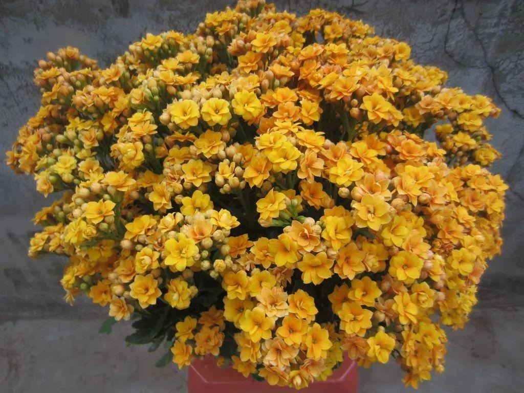 Cây cảnh "râu ông nọ cắm cằm bà kia" nở hoa 5 màu, độc lạ, đốn tim mọi người - Ảnh 2.