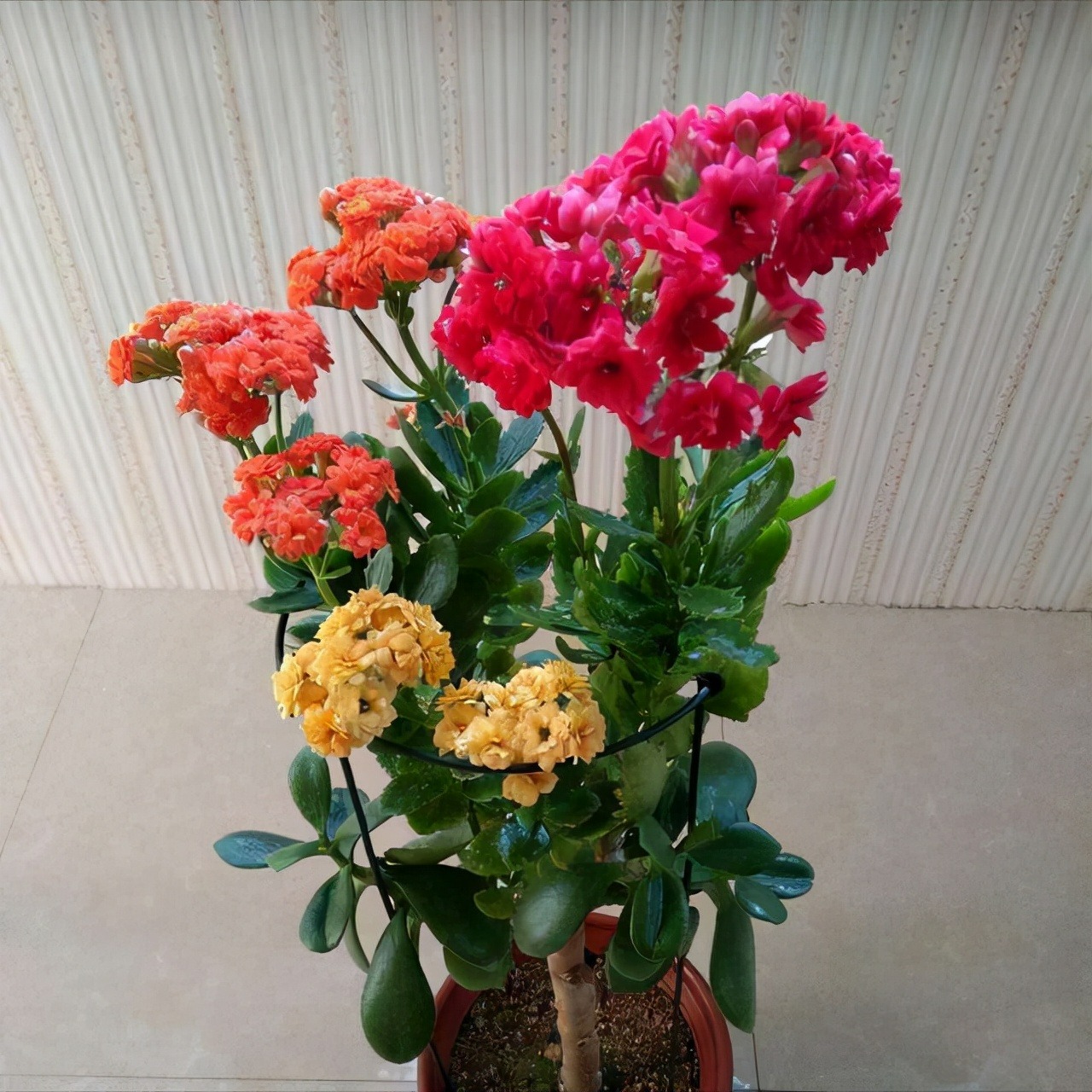 Cây cảnh "râu ông nọ cắm cằm bà kia" nở hoa 5 màu, độc lạ, đốn tim mọi người - Ảnh 9.