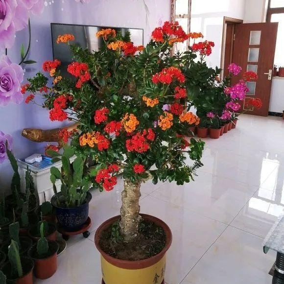 Cây cảnh "râu ông nọ cắm cằm bà kia" nở hoa 5 màu, độc lạ, đốn tim mọi người - Ảnh 10.