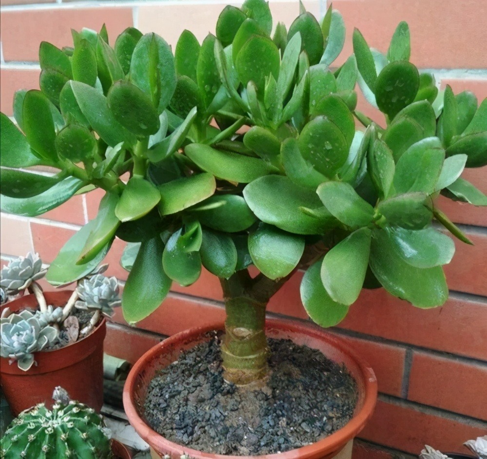 Cây cảnh "râu ông nọ cắm cằm bà kia" nở hoa 5 màu, độc lạ, đốn tim mọi người - Ảnh 4.