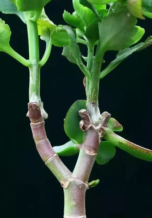 Cây cảnh "râu ông nọ cắm cằm bà kia" nở hoa 5 màu, độc lạ, đốn tim mọi người - Ảnh 5.
