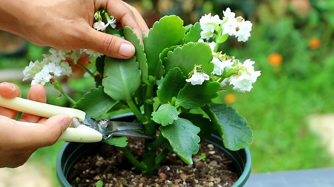 Cây cảnh "râu ông nọ cắm cằm bà kia" nở hoa 5 màu, độc lạ, đốn tim mọi người - Ảnh 6.
