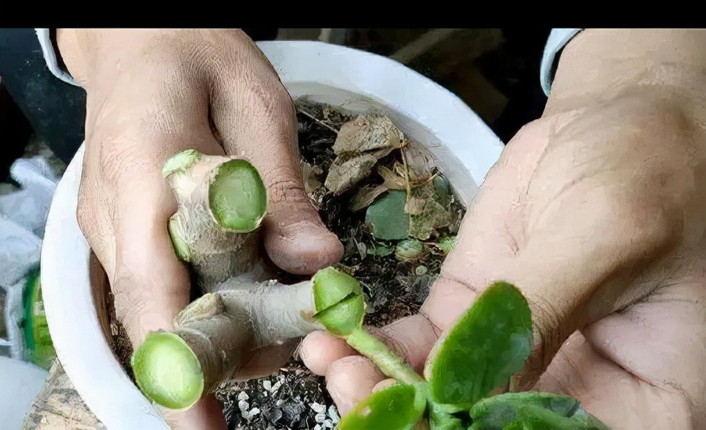 Cây cảnh "râu ông nọ cắm cằm bà kia" nở hoa 5 màu, độc lạ, đốn tim mọi người - Ảnh 7.