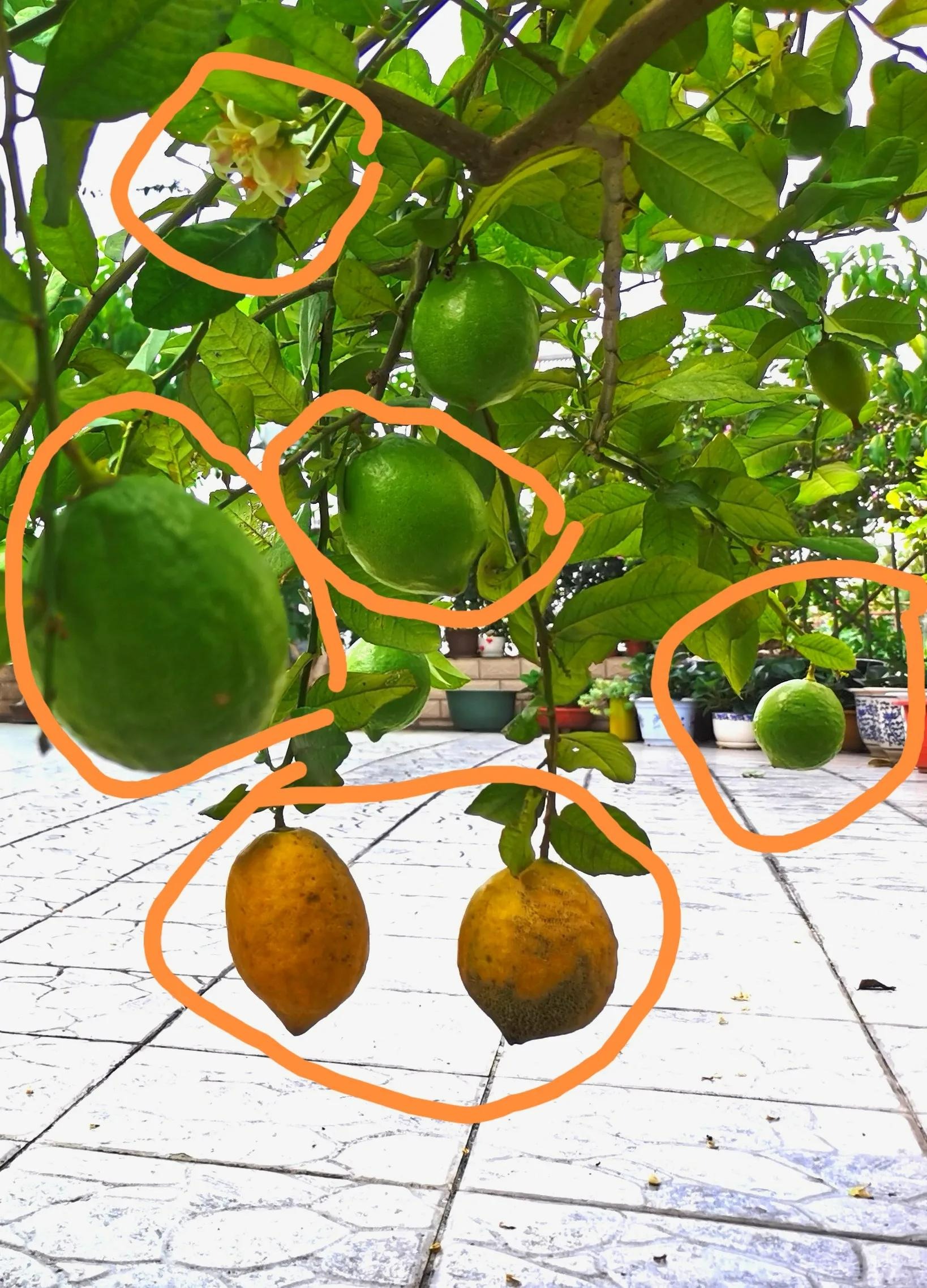 Trồng chanh trên ban công, 7 năm qua, cây xòe tán 2m, 4 mùa ra quả vàng rực - Ảnh 3.
