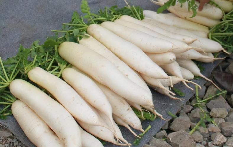 Loại củ như "nhân sâm nhỏ", giá rẻ bèo, chế biến nhiều món ăn vừa ngon lại bổ dưỡng - Ảnh 2.