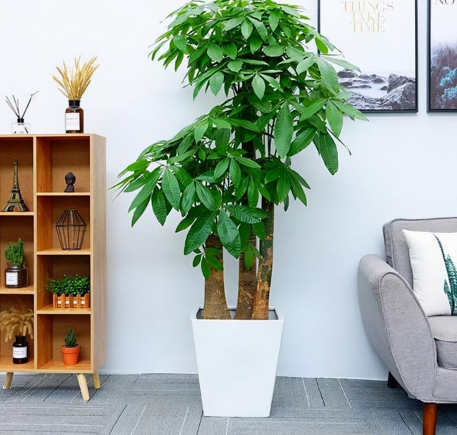 4 cây cảnh chiêu tài, hút lộc dành cho người lười, cây chết chỉ vì 1 lý do này thôi - Ảnh 4.