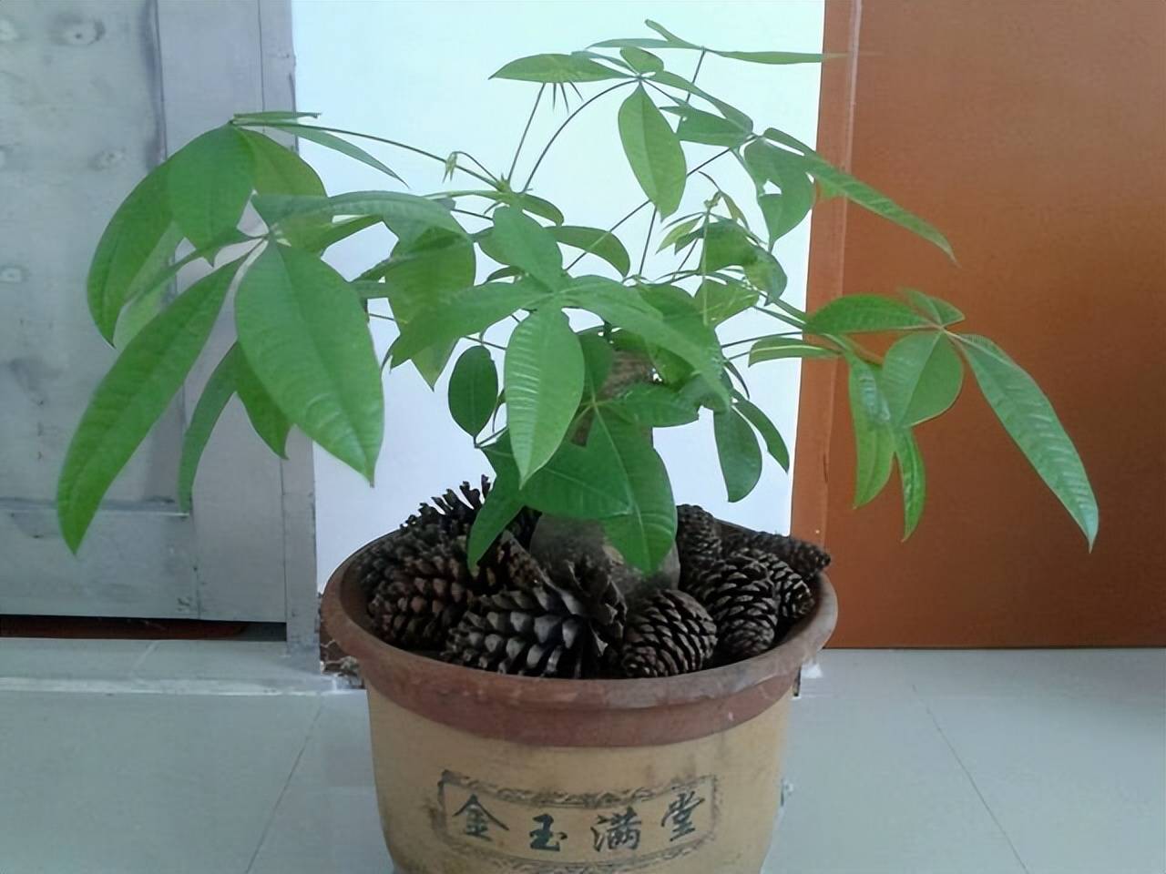 4 cây cảnh chiêu tài, hút lộc dành cho người lười, cây chết chỉ vì 1 lý do này thôi - Ảnh 6.