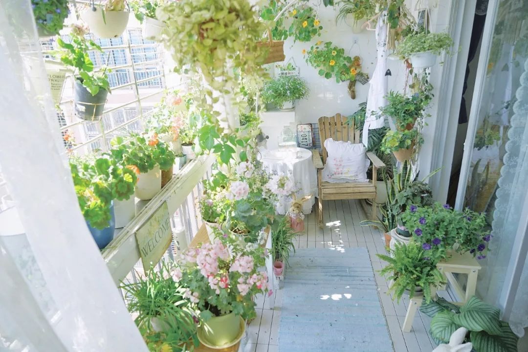 3 cây cảnh là "mỹ nhân lùn" càng cao càng kém sắc, 1 cây mới nổi, lạ mà quen - Ảnh 1.