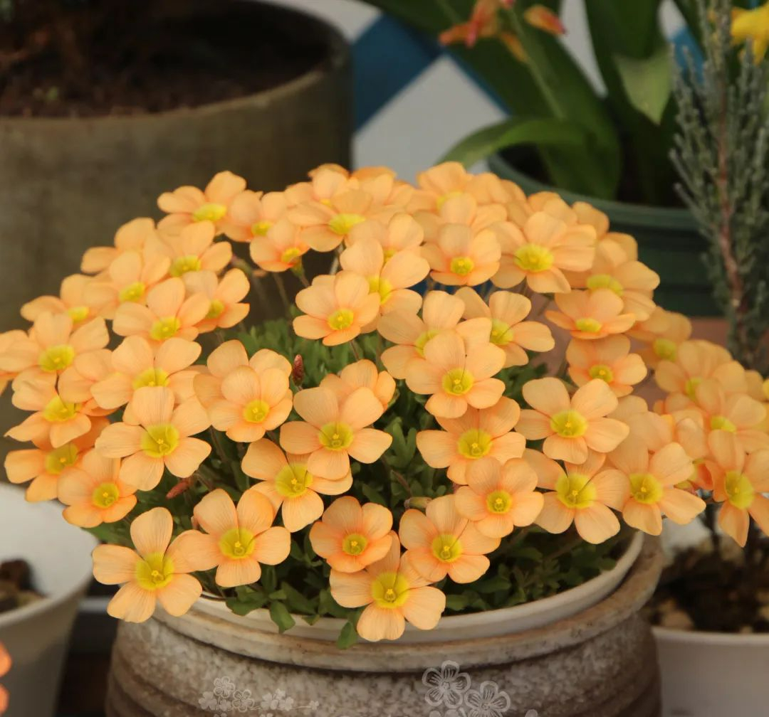 3 cây cảnh là "mỹ nhân lùn" càng cao càng kém sắc, 1 cây mới nổi, lạ mà quen - Ảnh 3.