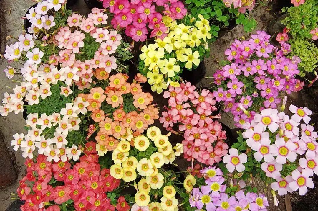 3 cây cảnh là "mỹ nhân lùn" càng cao càng kém sắc, 1 cây mới nổi, lạ mà quen - Ảnh 2.