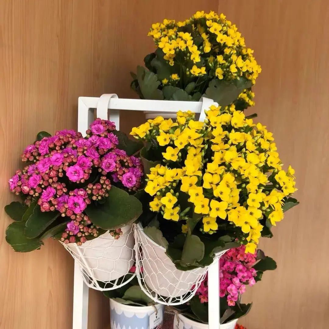 3 cây cảnh là "mỹ nhân lùn" càng cao càng kém sắc, 1 cây mới nổi, lạ mà quen - Ảnh 8.