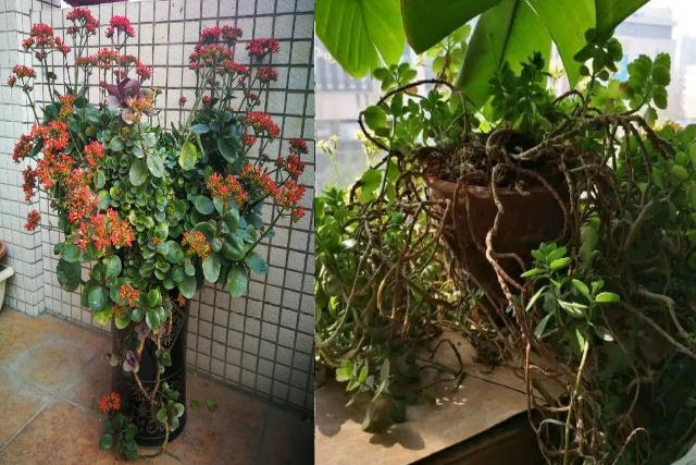 5 cây cảnh "mỹ nhân", càng già càng xấu, thần dược gì cũng khó phục hồi - Ảnh 7. 5 cây cảnh "mỹ nhân", càng già càng xấu, thần dược gì cũng khó phục hồi - Ảnh 7.