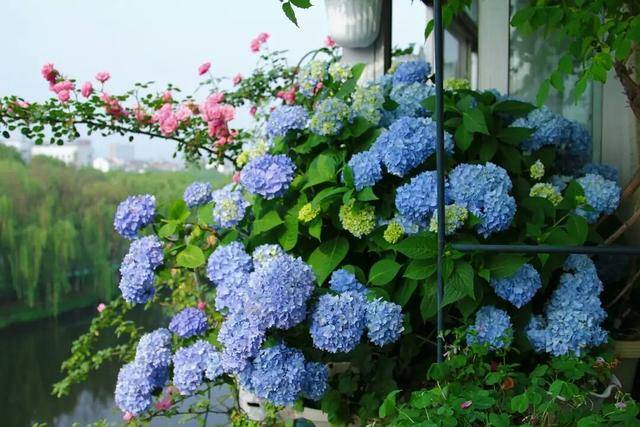5 cây cảnh "mỹ nhân", càng già càng xấu, thần dược gì cũng khó phục hồi - Ảnh 2. 5 cây cảnh "mỹ nhân", càng già càng xấu, thần dược gì cũng khó phục hồi - Ảnh 2.