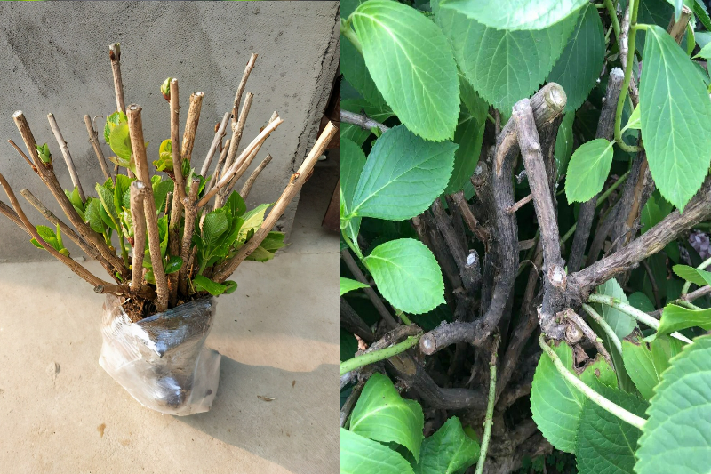 5 cây cảnh "mỹ nhân", càng già càng xấu, thần dược gì cũng khó phục hồi - Ảnh 3. 5 cây cảnh "mỹ nhân", càng già càng xấu, thần dược gì cũng khó phục hồi - Ảnh 3.