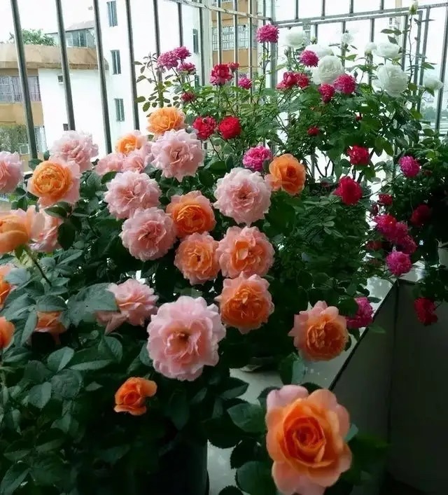 5 cây cảnh "mỹ nhân", càng già càng xấu, thần dược gì cũng khó phục hồi - Ảnh 4. 5 cây cảnh "mỹ nhân", càng già càng xấu, thần dược gì cũng khó phục hồi - Ảnh 4.