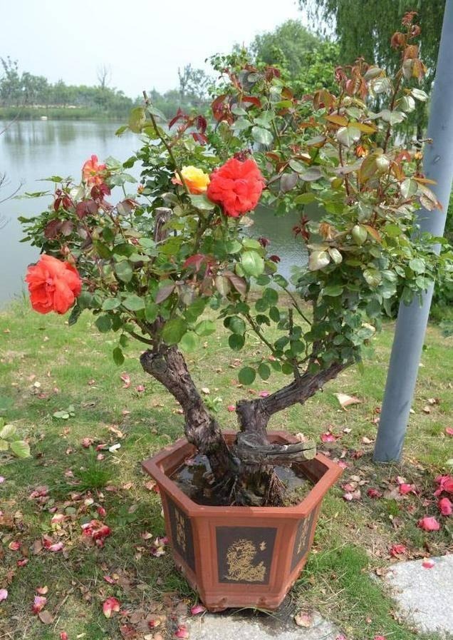 5 cây cảnh "mỹ nhân", càng già càng xấu, thần dược gì cũng khó phục hồi - Ảnh 5. 5 cây cảnh "mỹ nhân", càng già càng xấu, thần dược gì cũng khó phục hồi - Ảnh 5.