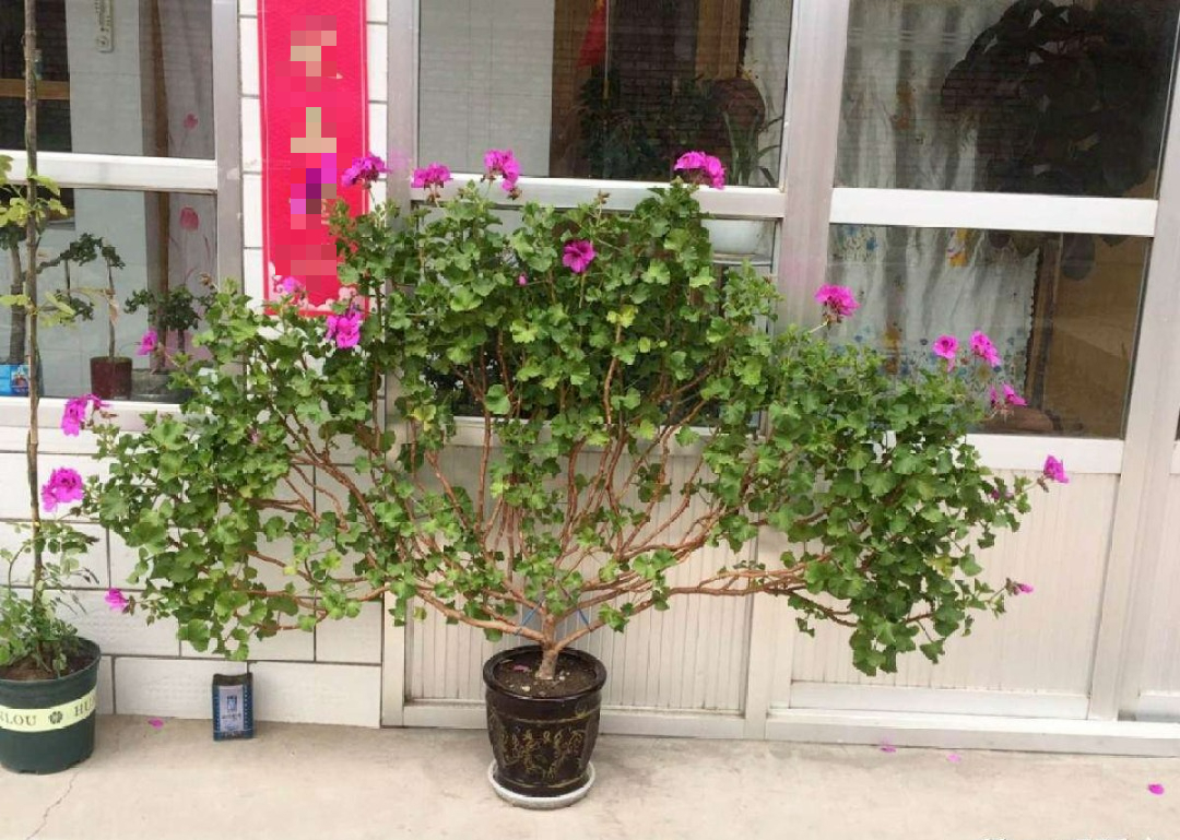 5 cây cảnh "mỹ nhân", càng già càng xấu, thần dược gì cũng khó phục hồi - Ảnh 11. 5 cây cảnh "mỹ nhân", càng già càng xấu, thần dược gì cũng khó phục hồi - Ảnh 11.