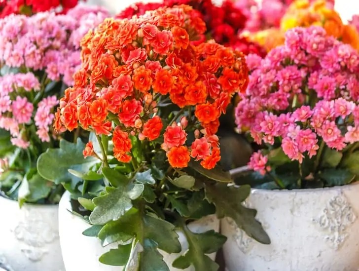 5 cây cảnh "mỹ nhân", càng già càng xấu, thần dược gì cũng khó phục hồi - Ảnh 6. 5 cây cảnh "mỹ nhân", càng già càng xấu, thần dược gì cũng khó phục hồi - Ảnh 6.