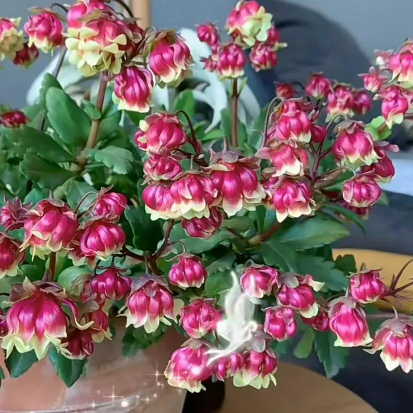 Cây cảnh sống đời đèn lồng, trồng một chậu cả ban công bừng sáng - Ảnh 2.