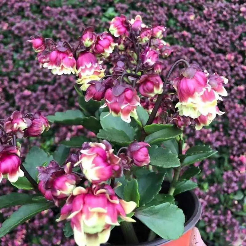 Cây cảnh sống đời đèn lồng, trồng một chậu cả ban công bừng sáng - Ảnh 5.