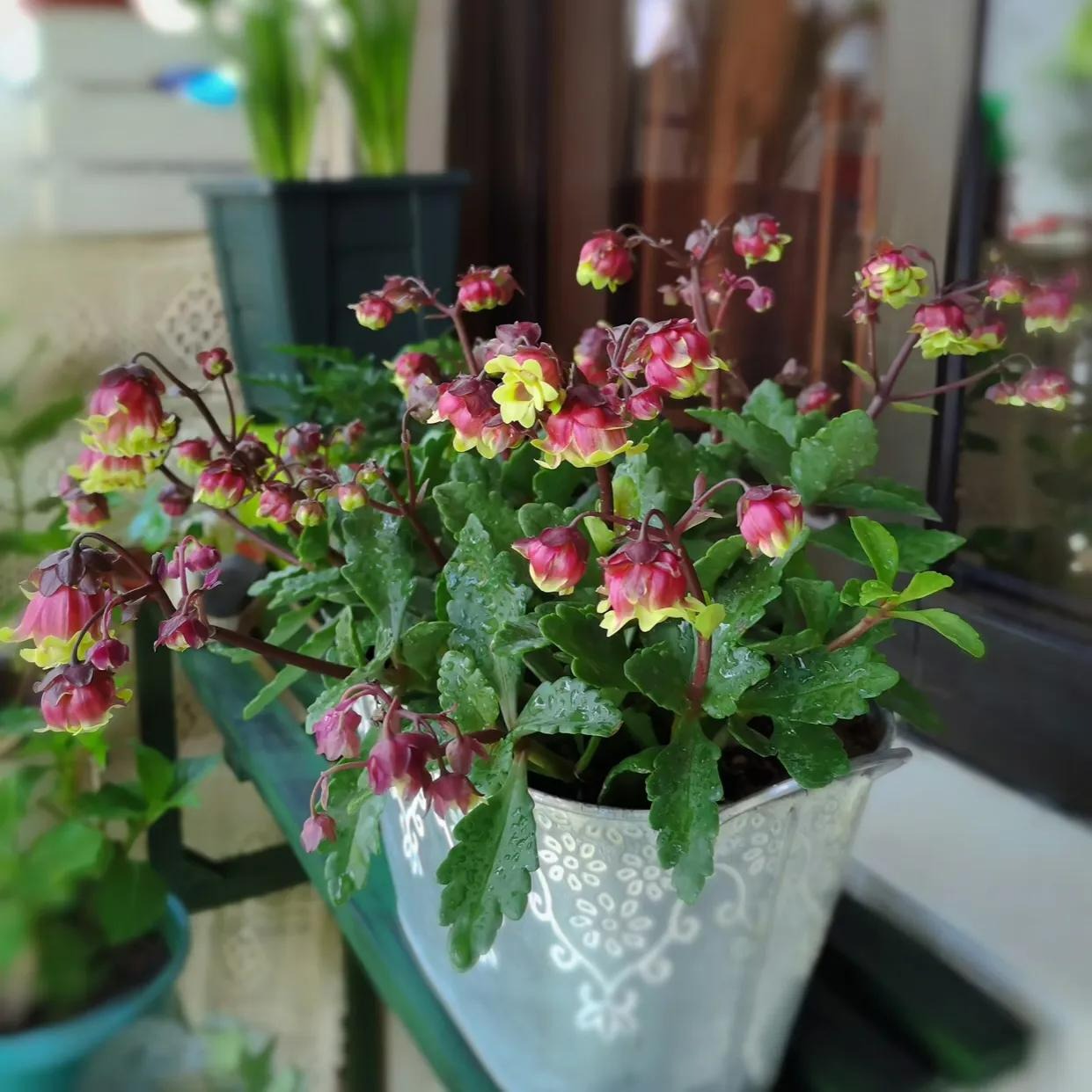 Cây cảnh sống đời đèn lồng, trồng một chậu cả ban công bừng sáng - Ảnh 7.