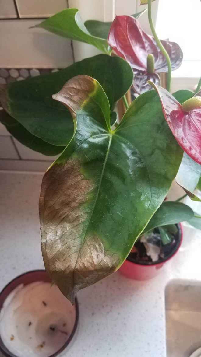 Một khi 4 hiện tượng này xuất hiện, chứng tỏ tài lộc trong gia đình đang chưa tốt, nên chú ý! - Ảnh 3.