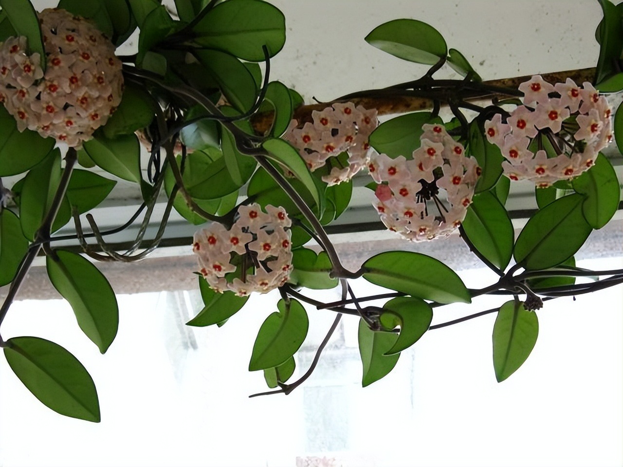 7 cây cảnh hút ẩm, khử mùi hôi cực đỉnh, phòng tắm thành vườn bách thảo trong vài giây - Ảnh 9.