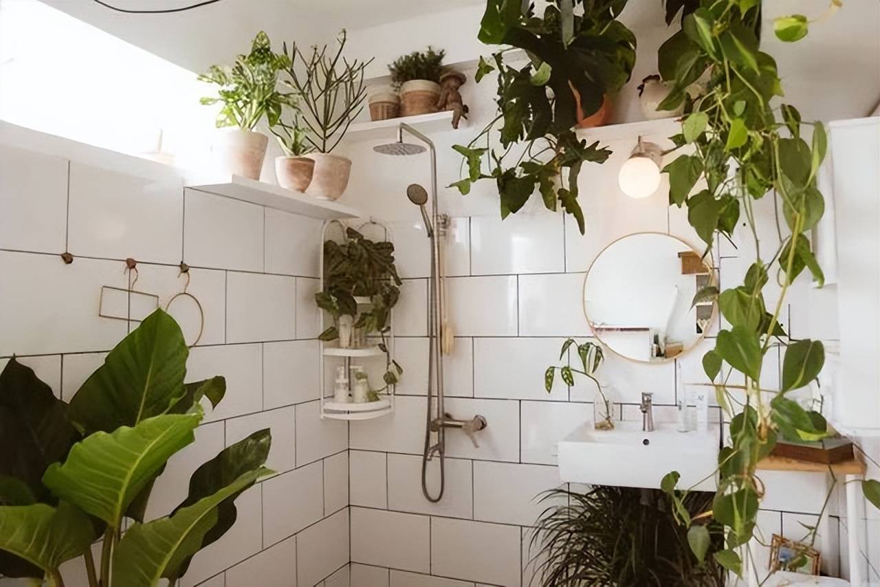 7 cây cảnh hút ẩm, khử mùi hôi cực đỉnh, phòng tắm thành vườn bách thảo trong vài giây - Ảnh 3.