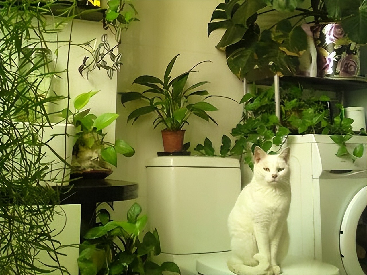 7 cây cảnh hút ẩm, khử mùi hôi cực đỉnh, phòng tắm thành vườn bách thảo trong vài giây - Ảnh 1.