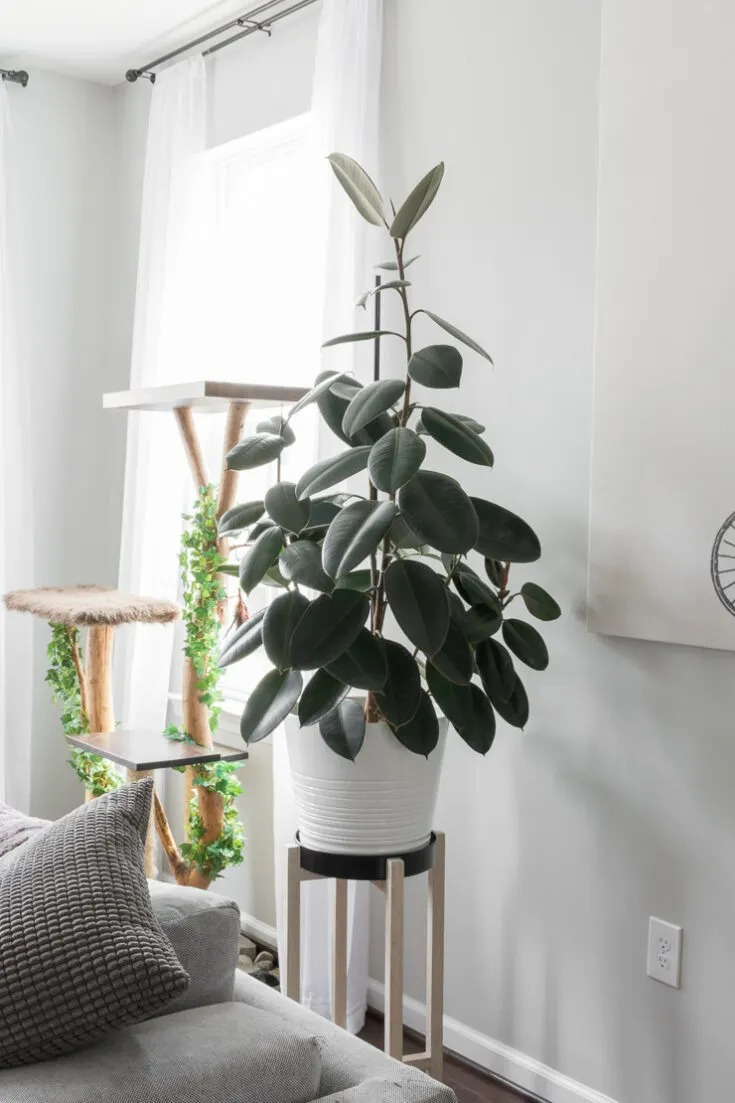 Người xưa có câu "Trồng 5 cây cảnh này trong nhà, con cháu không phú tất quý" - Ảnh 6. Người xưa có câu "Trồng 5 cây cảnh này trong nhà, con cháu không phú tất quý" - Ảnh 6.